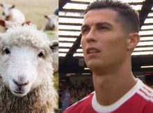 Cristiano-Ronaldo-pecore